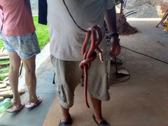 Apostolepis dimidiata