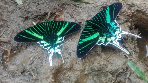 Urania Swallowtail Moth