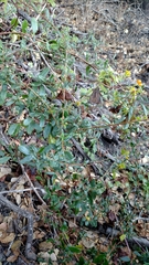 Lonicera subspicata subspicata