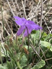 Ruellia occidentalis