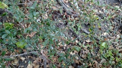 Lonicera subspicata subspicata