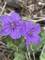 Ruellia occidentalis