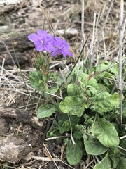 Ruellia occidentalis