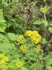 Thaspium trifoliatum
