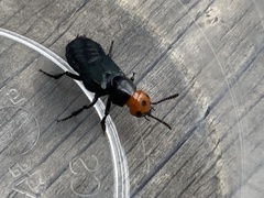 Creophilus erythrocephalus