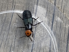 Creophilus erythrocephalus