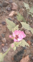 Sphaeralcea mendocina