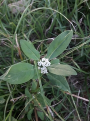 Spermacoce dasycephala