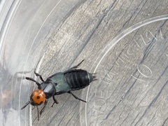 Creophilus erythrocephalus