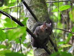 Sciurus deppei