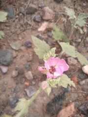 Sphaeralcea mendocina