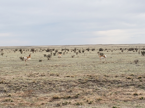 Pronghorn photographed in Oklahoma
