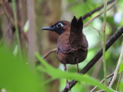 Formicarius moniliger