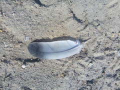 Columba livia