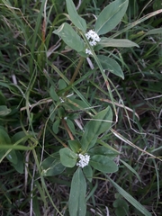 Spermacoce dasycephala