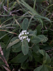 Spermacoce dasycephala