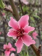 Prunus persica