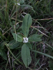 Spermacoce dasycephala