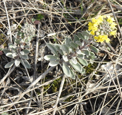 Alyssum montanum gmelinii