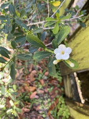 Bourreria cassinifolia