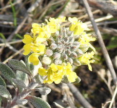Alyssum montanum gmelinii