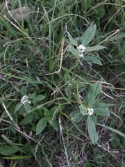 Spermacoce dasycephala