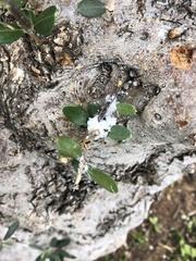 Euphyllura olivina