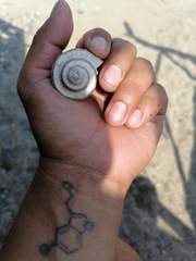 Opeatostoma pseudodon