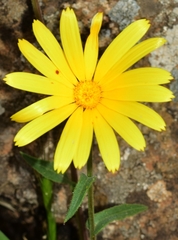 Calendula suffruticosa