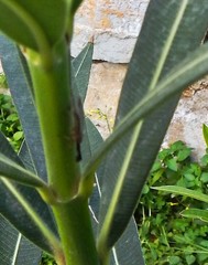 Phaeostigma