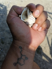 Opeatostoma pseudodon