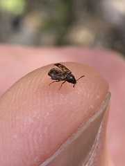 Mycetophagidae
