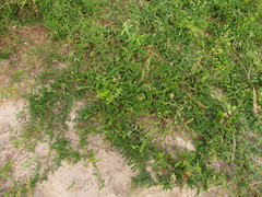 Hexasepalum apiculatum