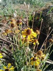 Helenium mexicanum
