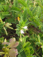 Hexasepalum apiculatum