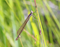 Lestes plagiatus