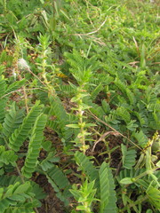 Hexasepalum apiculatum