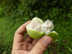 Passiflora resticulata