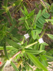 Hexasepalum apiculatum