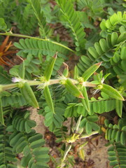 Hexasepalum apiculatum