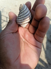 Opeatostoma pseudodon