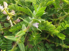 Hexasepalum apiculatum