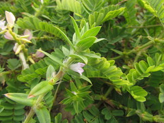 Hexasepalum apiculatum