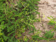 Hexasepalum apiculatum