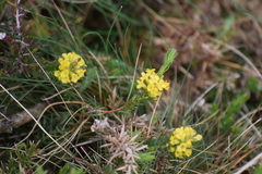 Thymelaea coridifolia