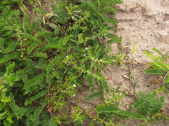 Hexasepalum apiculatum