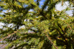Larix griffithii