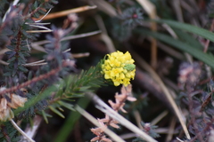 Thymelaea coridifolia