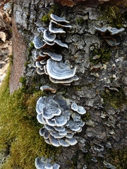 Trametes versicolor