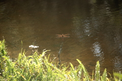 Libellula auripennis